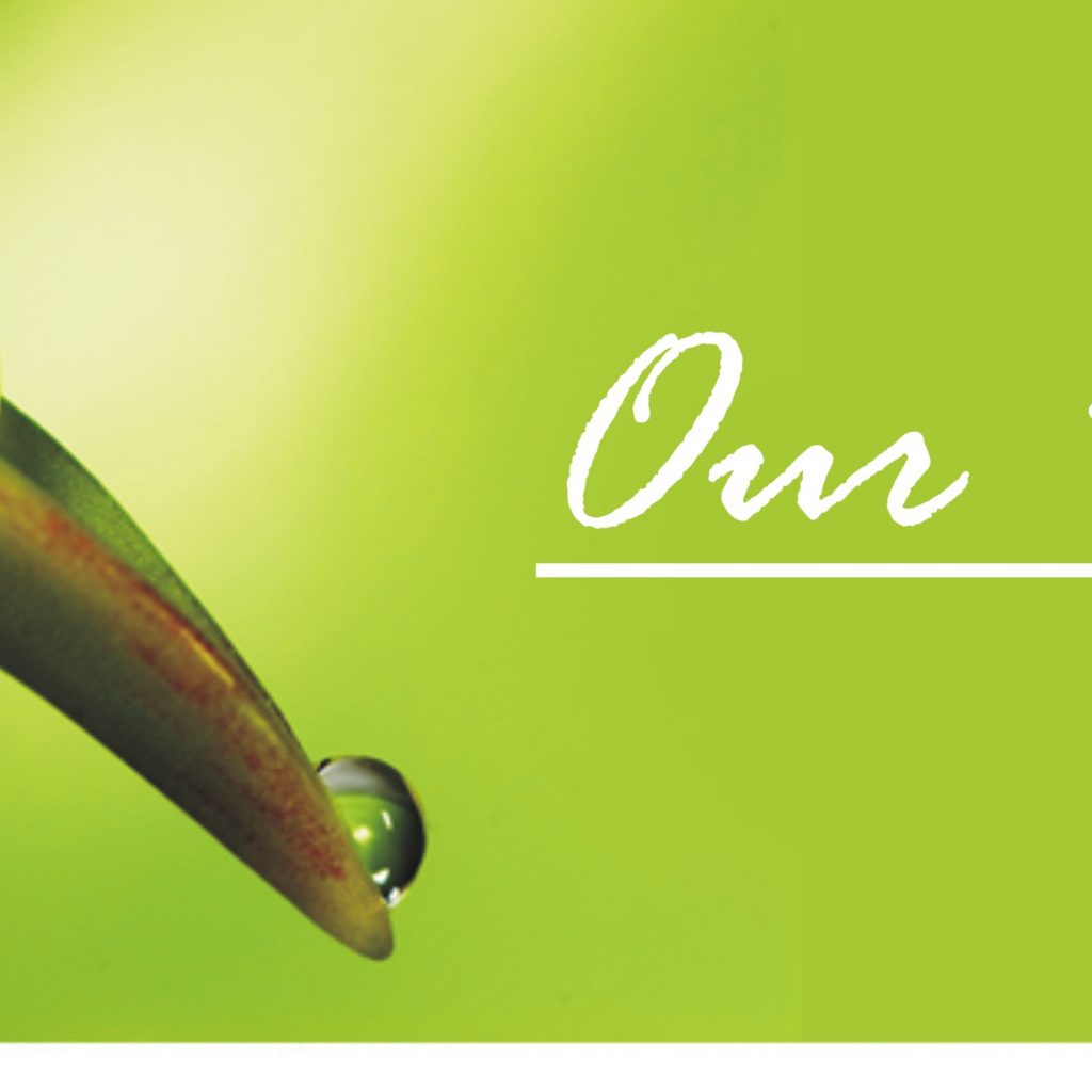 Our Vision